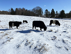 bæltekøerne